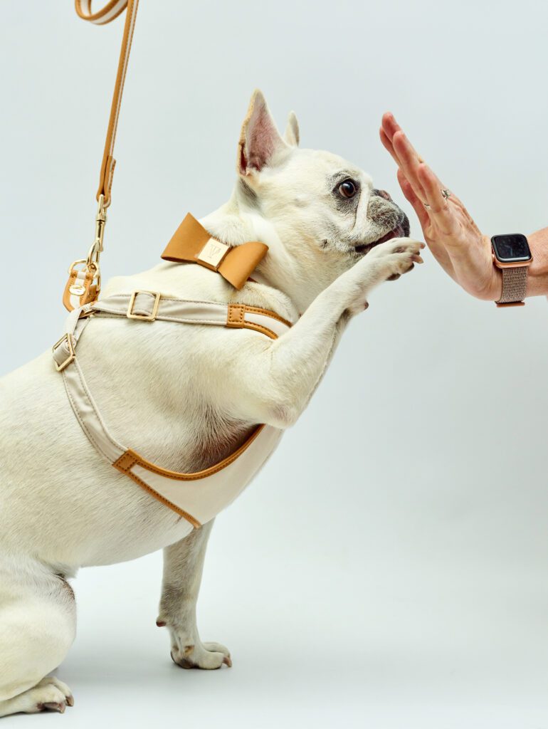 210722 VIPuP Collection5209 - The V.I.PUP Collection